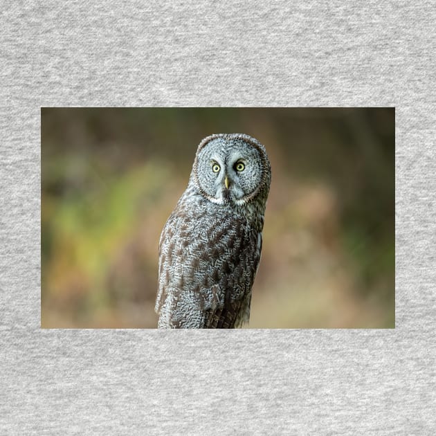 Great Grey Owl Portrait by JeffreySchwartz